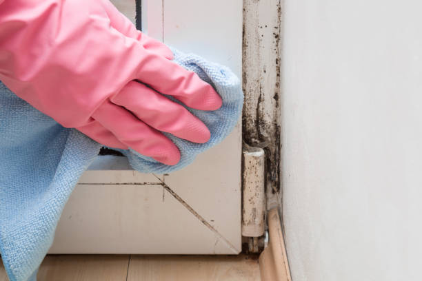 Mold Testing and Removal in Dover Beaches South, NJ